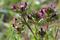 Parentucellia latifolia